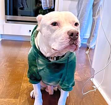 Photo of Petey