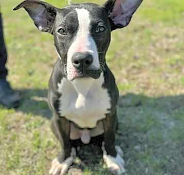 Photo of Uno