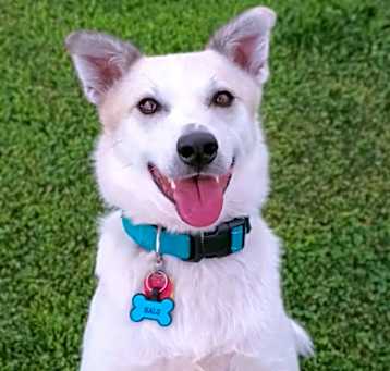Photo of Halo (Registered Therapy Dog)