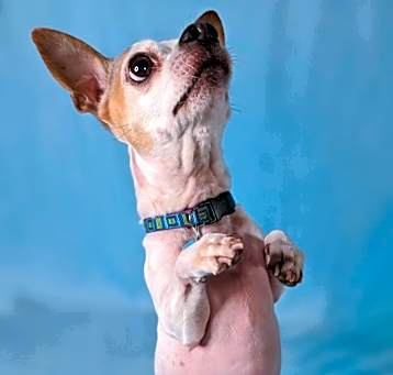 Photo of Pepper Spice Boy