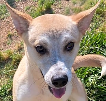 Photo of Petunia