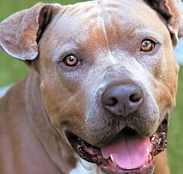 Photo of Bella
