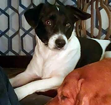 Photo of June Bug