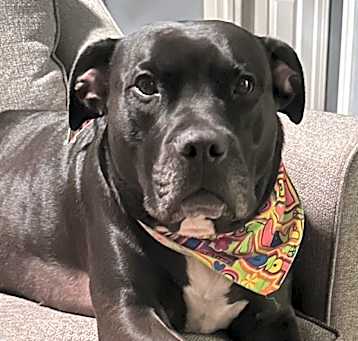 Photo of Bo