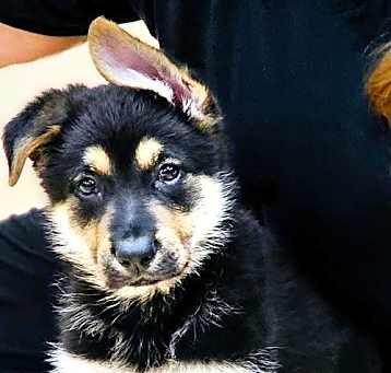 Photo of PUPPY SCOUT
