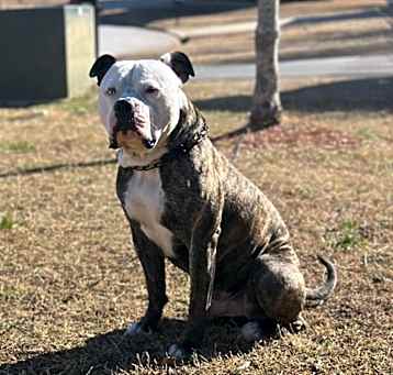 Photo of Apollo