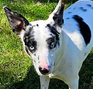 Photo of BLUE EYED LOLA