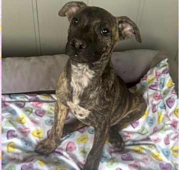 Photo of FREYA – 4 MONTH WHIPPET MIX