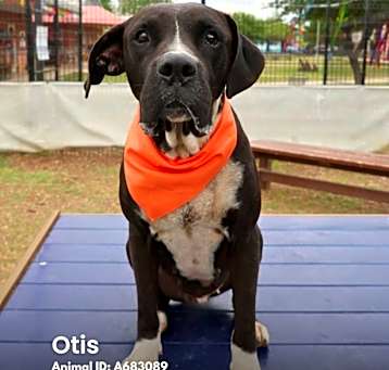 Photo of Otis