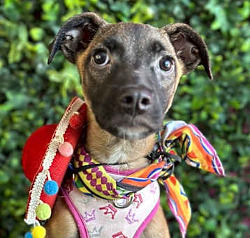 Photo of Virginia Woof