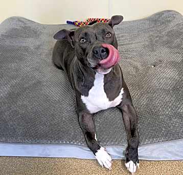 Photo of Nova