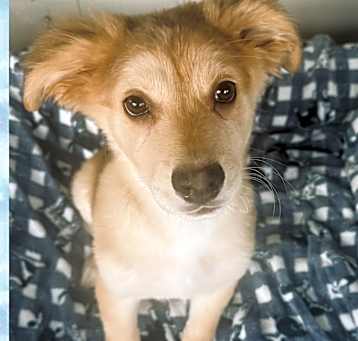 Photo of DOKY – 4 MONTH SPANIEL MIX