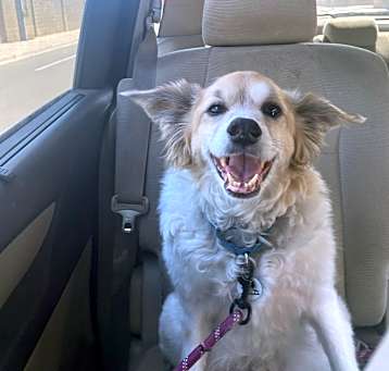 Photo of Milo