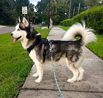 Photo of Rex