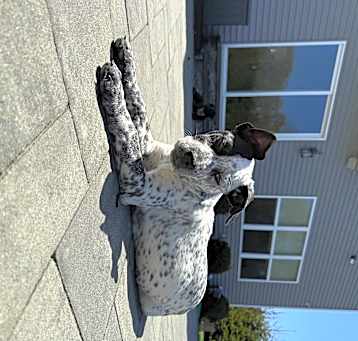 Photo of Pepper
