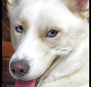 Photo of Milo