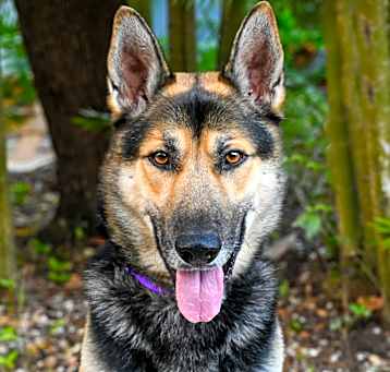 Photo of Benji