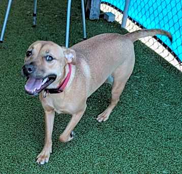 Photo of Honey