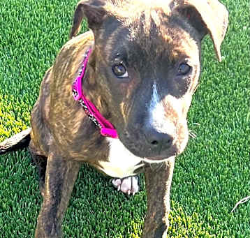 Photo of Lola (Dog)