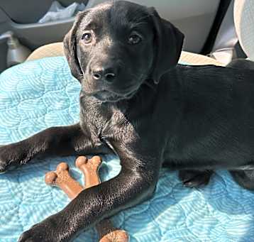 Photo of Ruby