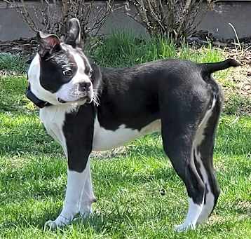 Photo of Frankie