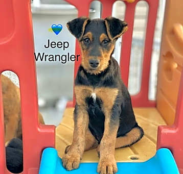 Photo of Jeep Wrangler