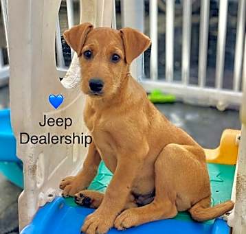 Photo of Jeep Dealership