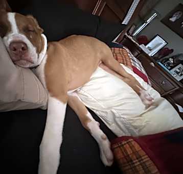 Photo of Pumpkin