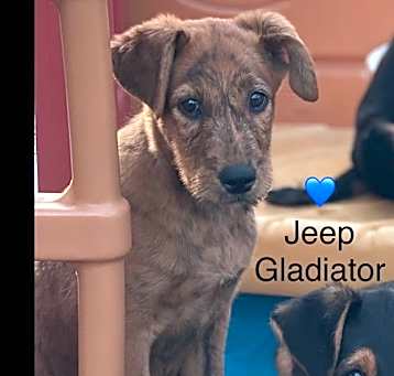 Photo of Jeep Gladiator