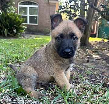 Photo of Griffin