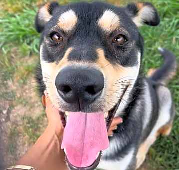 Photo of Auggie
