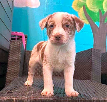 Photo of Zuza ***RESCUE CENTER***