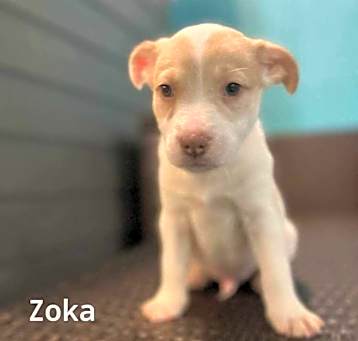 Photo of Zoka ***RESCUE CENTER***