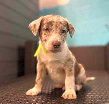 Photo of Zoro ***RESCUE CENTER***