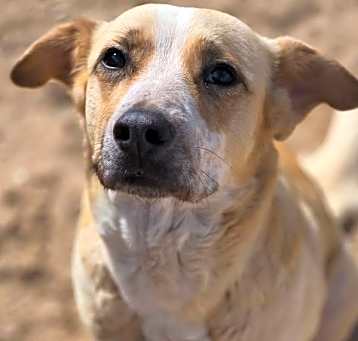 Photo of Zinnia ***RESCUE CENTER***
