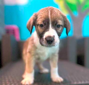 Photo of Zolo ***RESCUE CENTER***