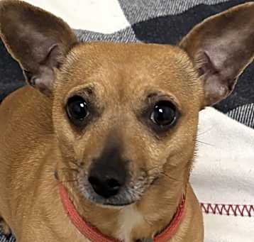 Photo of Pepper