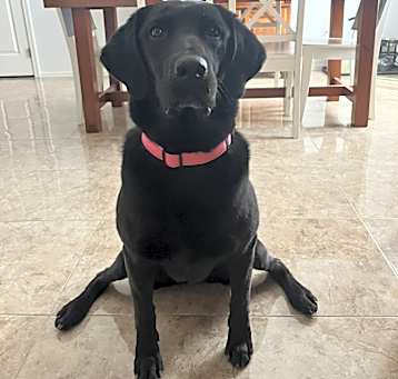 Photo of Ally