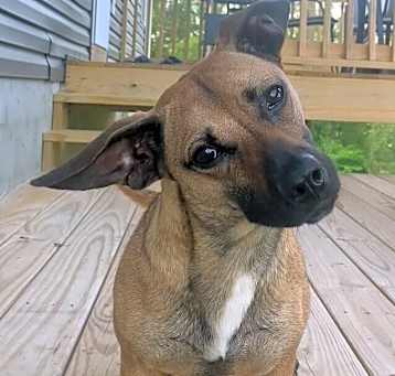 Photo of Foxy