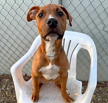 Photo of Peanut