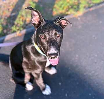 Photo of Finch