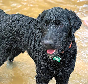 Photo of Noble