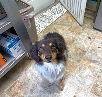 Photo of Scout