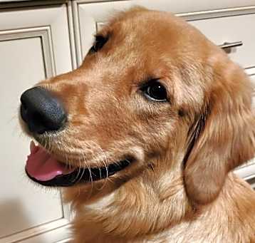 Photo of Nacho
