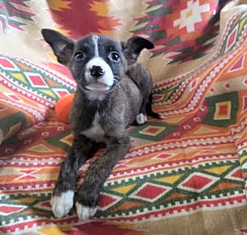 Photo of Yeti (NY-Shari)