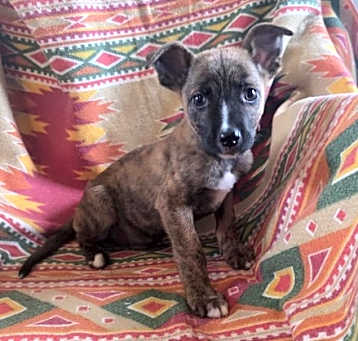 Photo of Hank (NY-Shari)