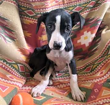 Photo of Indy (NY-Shari)