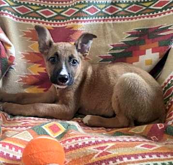 Photo of Adler (NY-Shari)