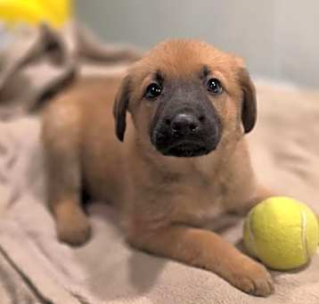 Photo of Riley (NY-Sarah)