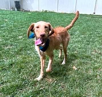 Photo of Oliver